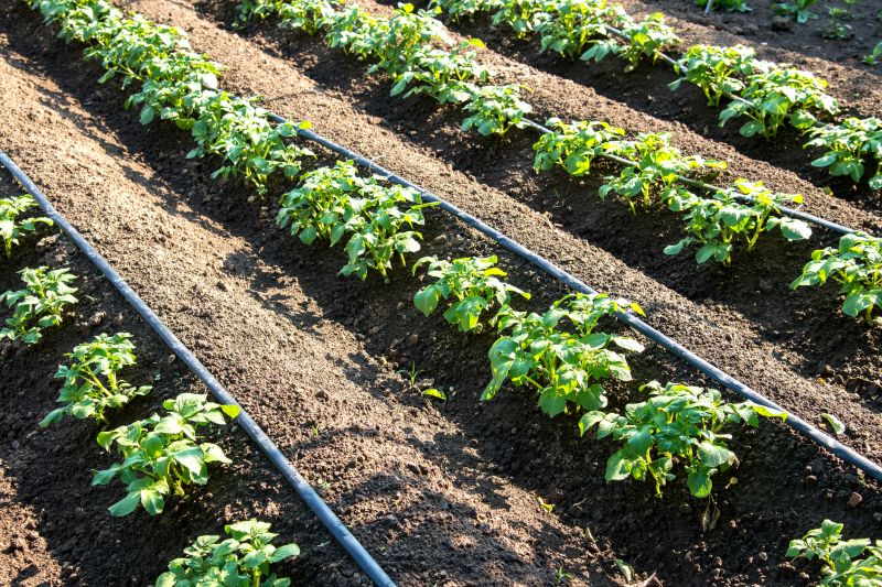Drip Irrigation Installation detail