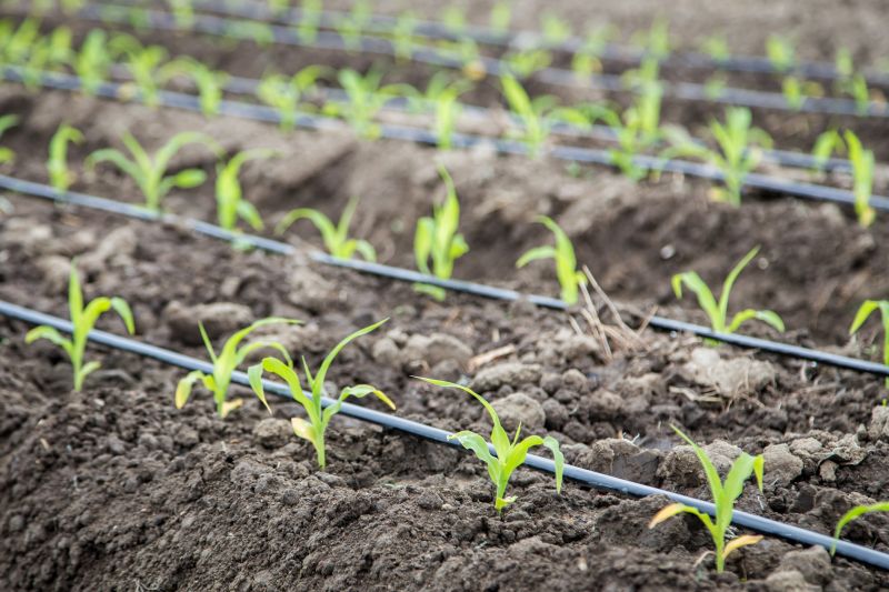 Drip Irrigation Installation detail
